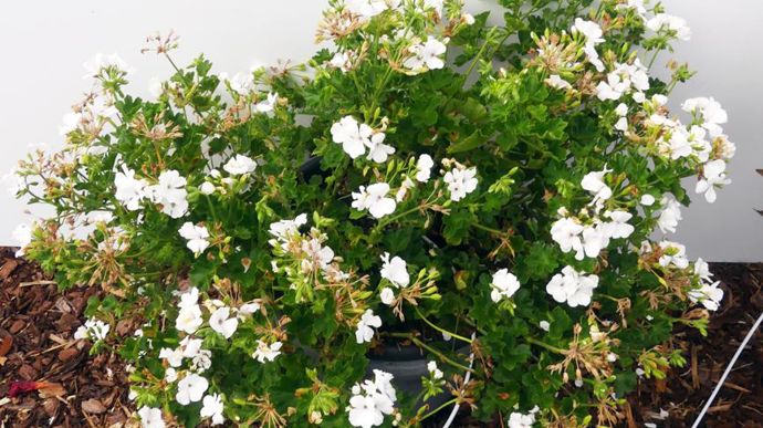 Pelargonium interspécific SEL MARCADA® White, vu à Brindas (69) par l’équipe du Ratho.